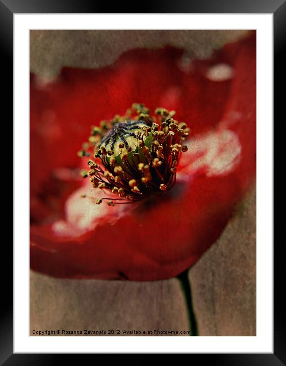 Poppies By Nature Framed Mounted Print by Rosanna Zavanaiu