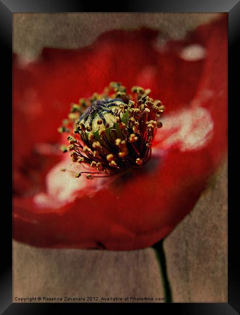 Poppies By Nature Framed Print by Rosanna Zavanaiu