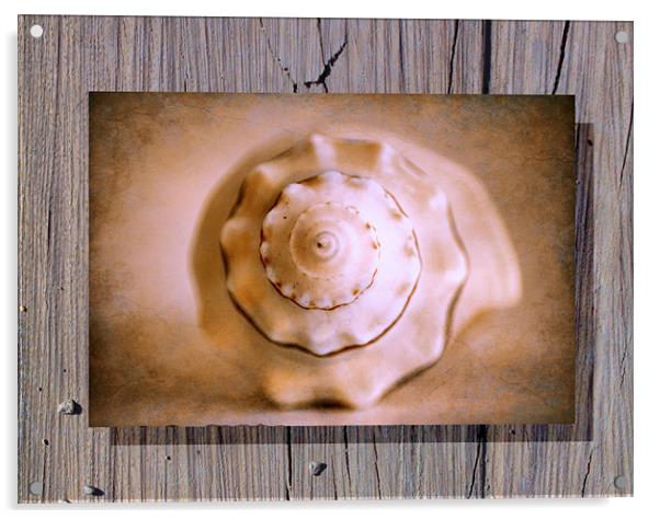 Seashell Acrylic by Chris Manfield