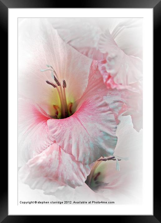 Pink and white gladiolis Framed Mounted Print by stephen clarridge