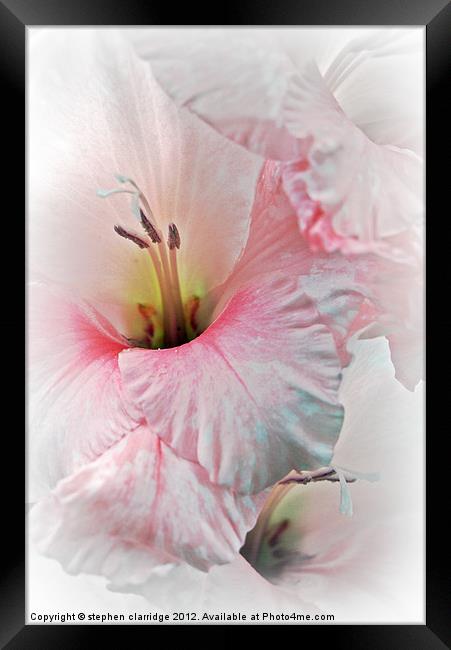 Pink and white gladiolis Framed Print by stephen clarridge