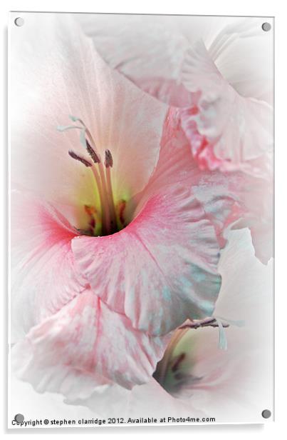 Pink and white gladiolis Acrylic by stephen clarridge