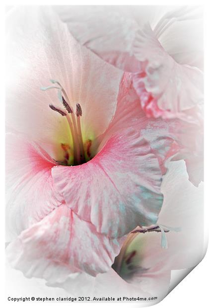 Pink and white gladiolis Print by stephen clarridge