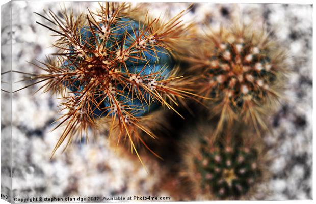 Cactus Abstract Canvas Print by stephen clarridge