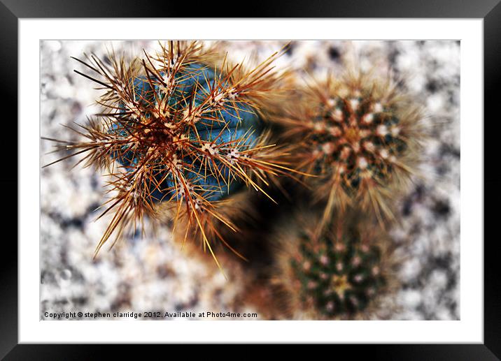 Cactus Abstract Framed Mounted Print by stephen clarridge