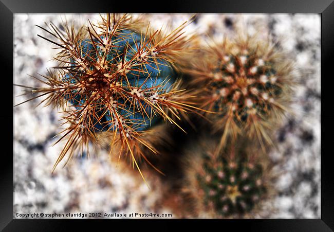 Cactus Abstract Framed Print by stephen clarridge