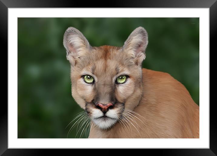 Enya Framed Mounted Print by Big Cat Rescue