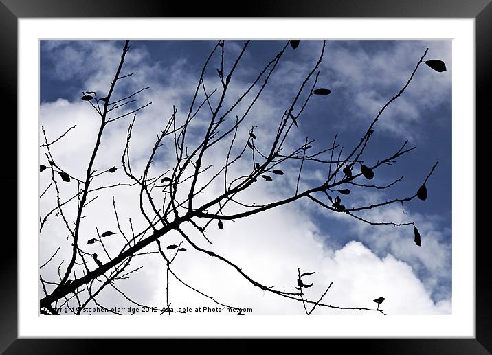 The branch Framed Mounted Print by stephen clarridge