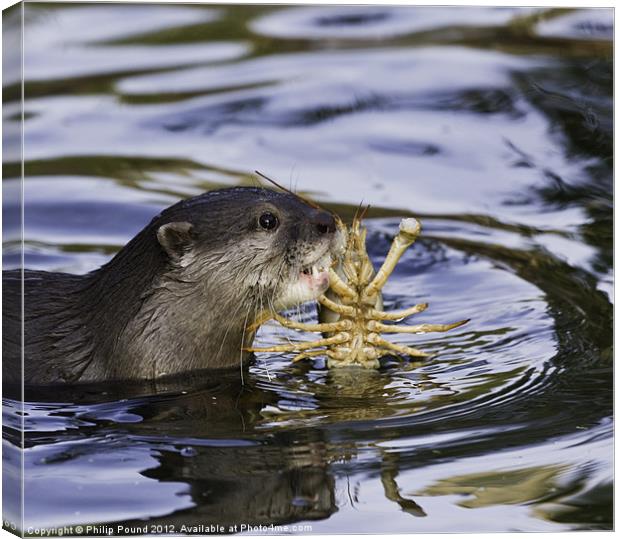 Otter Canvas Print by Philip Pound