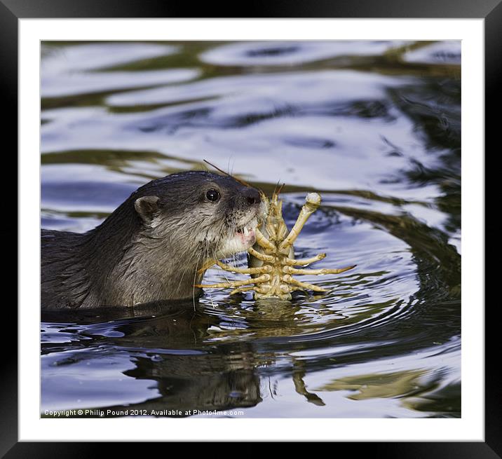 Otter Framed Mounted Print by Philip Pound