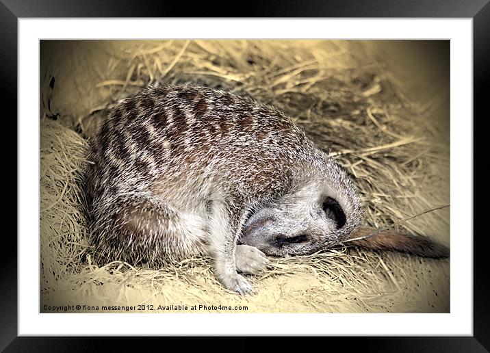 Forty Winks Framed Mounted Print by Fiona Messenger