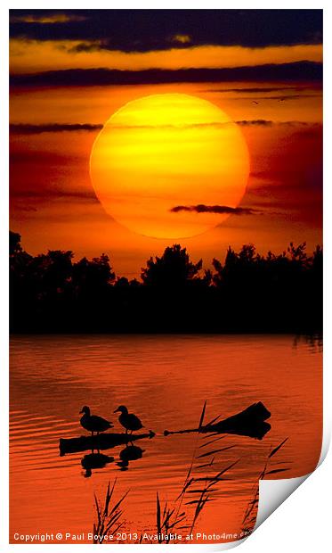 Sunset Ducks Print by Paul Boyce