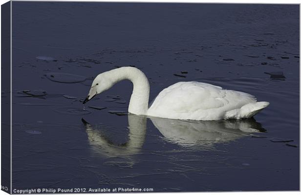 Wild Swan On Icy Lake Canvas Print by Philip Pound