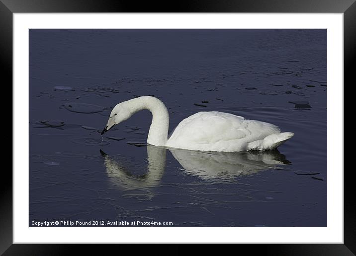 Wild Swan On Icy Lake Framed Mounted Print by Philip Pound