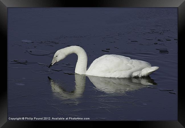 Wild Swan On Icy Lake Framed Print by Philip Pound