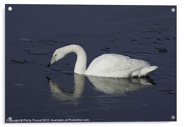 Wild Swan On Icy Lake Acrylic by Philip Pound