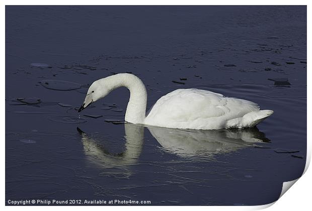 Wild Swan On Icy Lake Print by Philip Pound