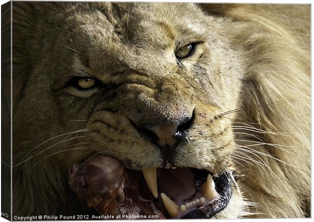 Lion Eating Canvas Print by Philip Pound