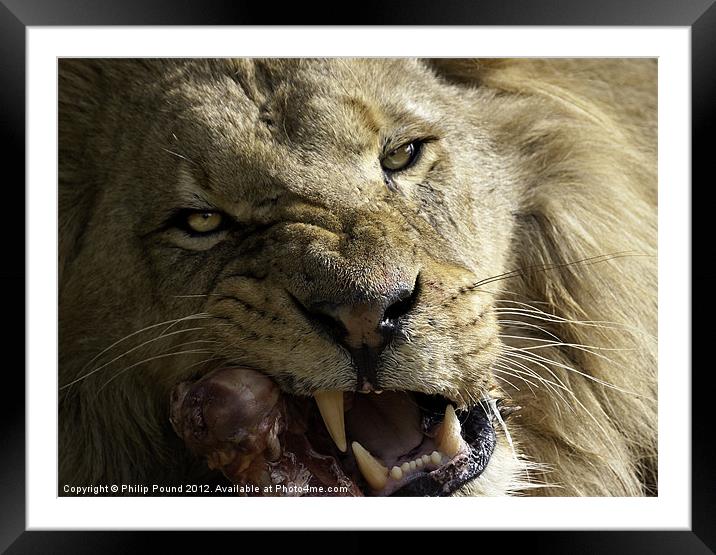 Lion Eating Framed Mounted Print by Philip Pound