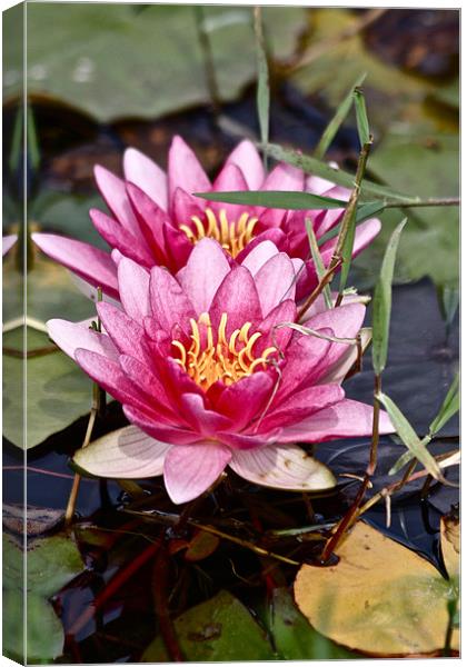 Water Lily Canvas Print by Irina Walker