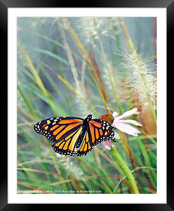 Butterfly Grace Framed Mounted Print by Betty LaRue
