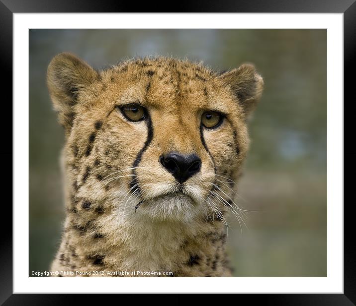 Cheetah Portrait Framed Mounted Print by Philip Pound