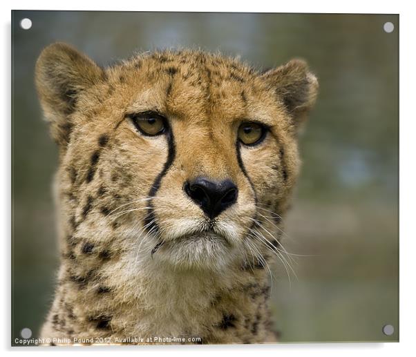 Cheetah Portrait Acrylic by Philip Pound