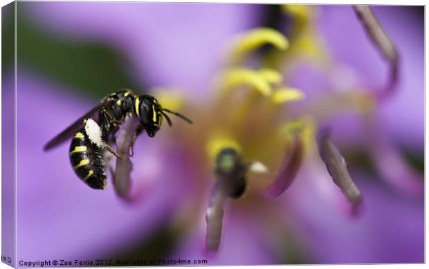 Yellow-faced Bee Canvas Print by Zoe Ferrie