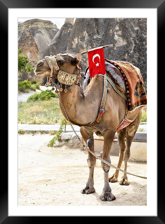 Patriotic Camel Framed Mounted Print by Arfabita  