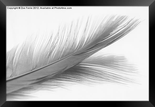 Feather and it's reflection in B&W Framed Print by Zoe Ferrie