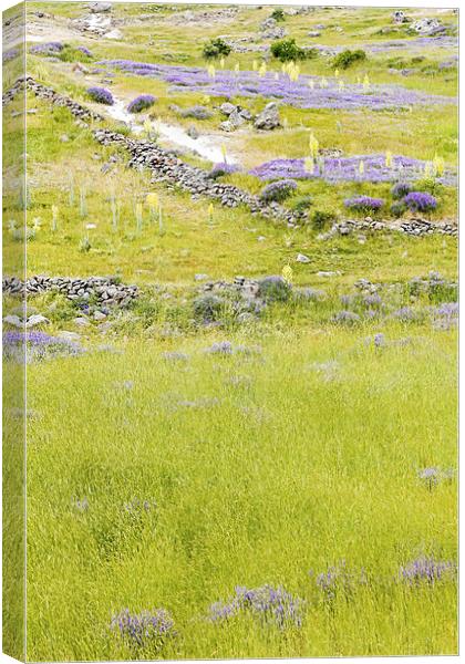 Pastures violets lavender bluebells and primroses Canvas Print by Arfabita  