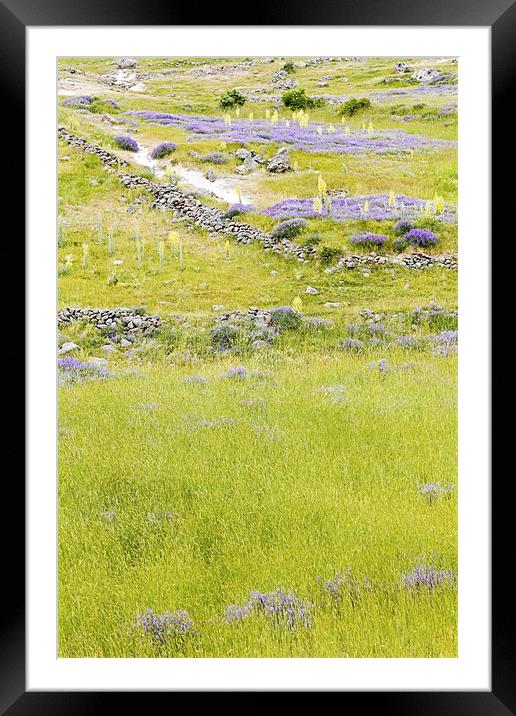 Pastures violets lavender bluebells and primroses Framed Mounted Print by Arfabita  