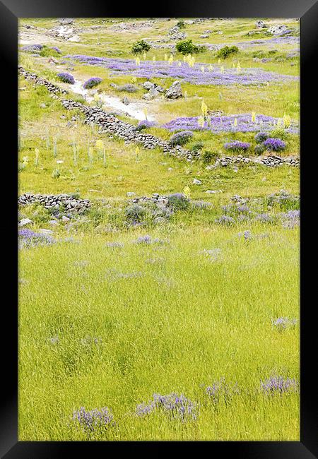 Pastures violets lavender bluebells and primroses Framed Print by Arfabita  