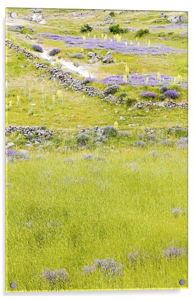 Pastures violets lavender bluebells and primroses Acrylic by Arfabita  