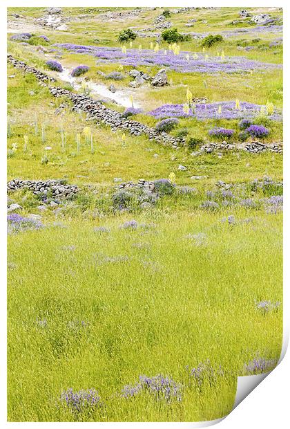 Pastures violets lavender bluebells and primroses Print by Arfabita  