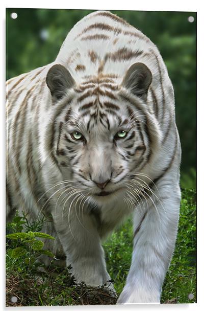 Zabu Acrylic by Big Cat Rescue