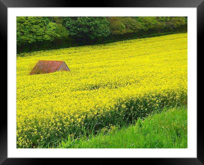 Hidden in the rapeseed! Framed Mounted Print by Paula Palmer canvas