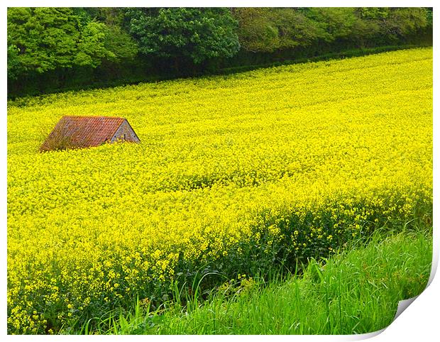 Hidden in the rapeseed! Print by Paula Palmer canvas