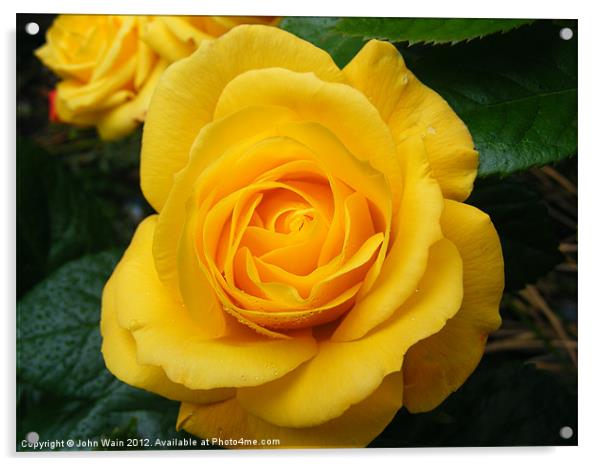 Yellow Rose Acrylic by John Wain