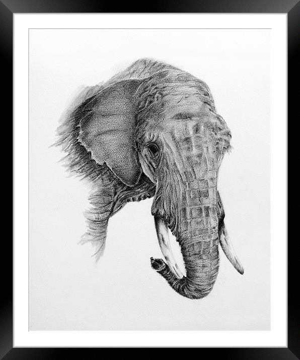 Fine art drawing, of elephant Framed Mounted Print by David Worthington