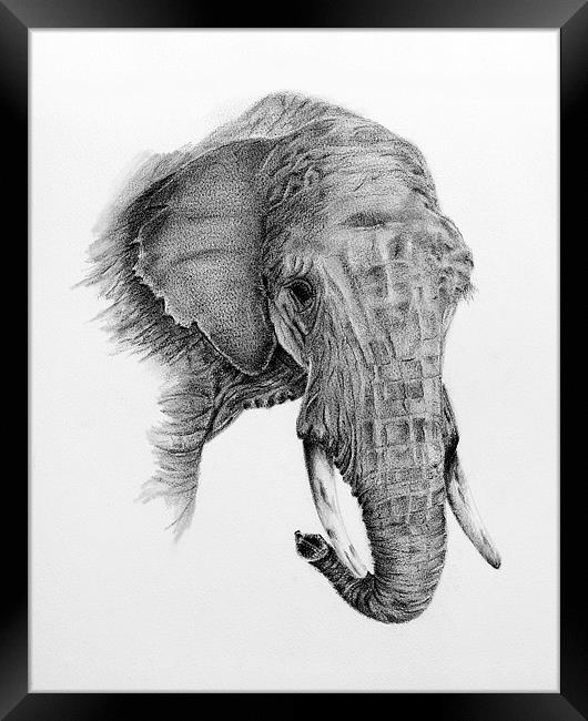 Fine art drawing, of elephant Framed Print by David Worthington