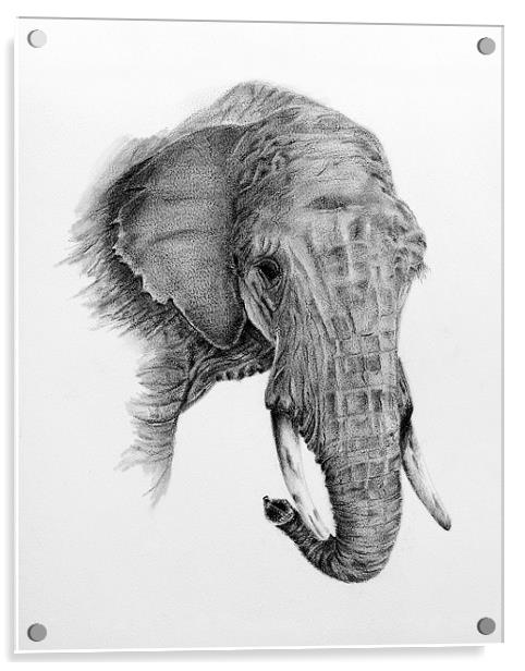 Fine art drawing, of elephant Acrylic by David Worthington