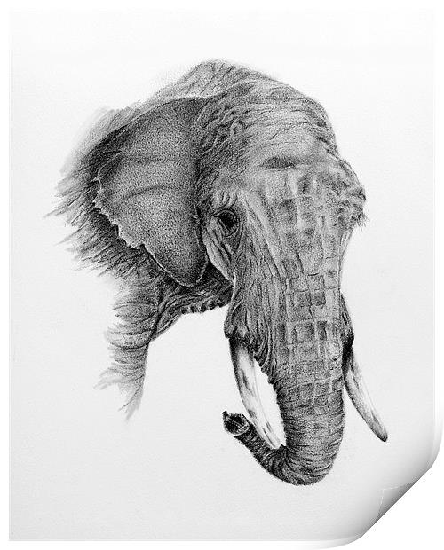 Fine art drawing, of elephant Print by David Worthington