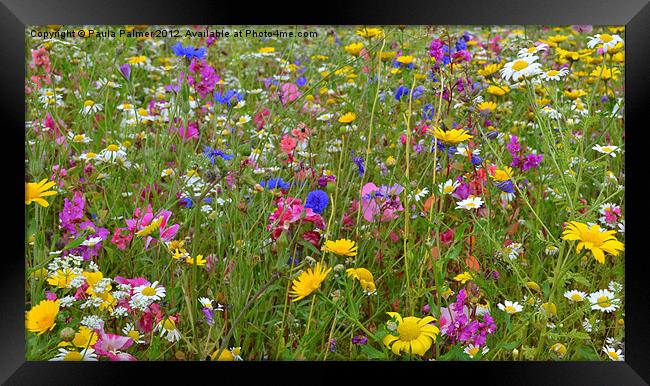 Colour in wildflower meadow1 Framed Print by Paula Palmer canvas