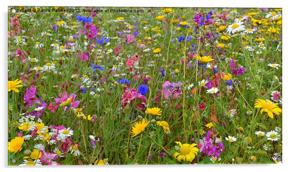 Colour in wildflower meadow1 Acrylic by Paula Palmer canvas