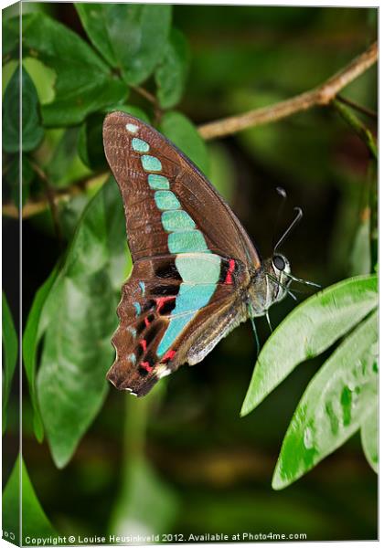 Common Bluebottle butterfly Canvas Print by Louise Heusinkveld