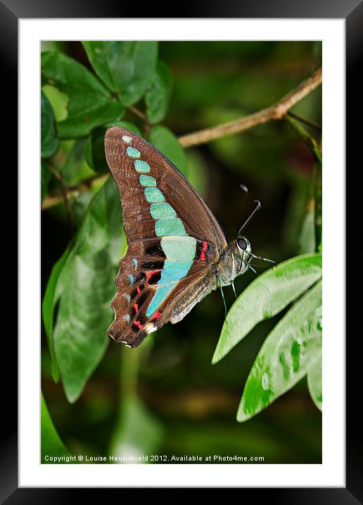 Common Bluebottle butterfly Framed Mounted Print by Louise Heusinkveld