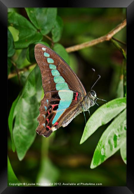 Common Bluebottle butterfly Framed Print by Louise Heusinkveld