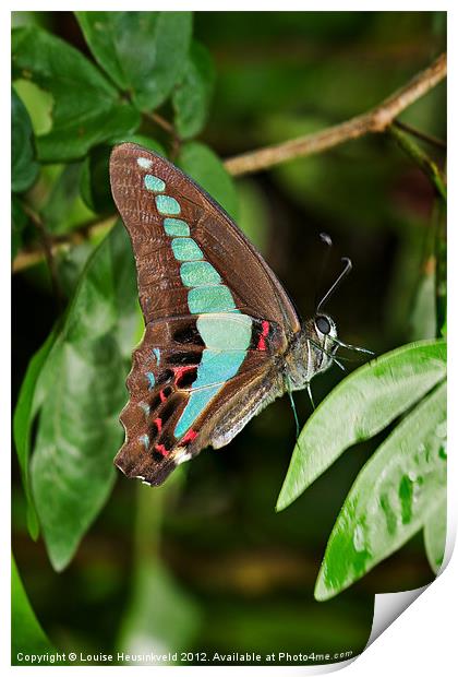 Common Bluebottle butterfly Print by Louise Heusinkveld