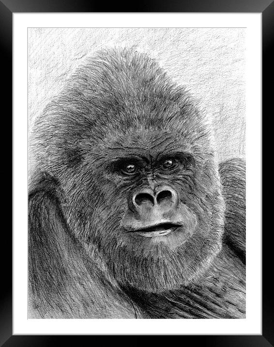 Gorilla fine art study Framed Mounted Print by David Worthington
